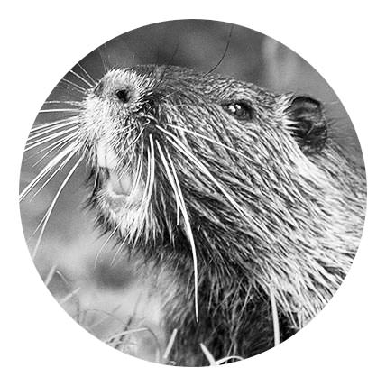 beaver-agency-personas-rufus